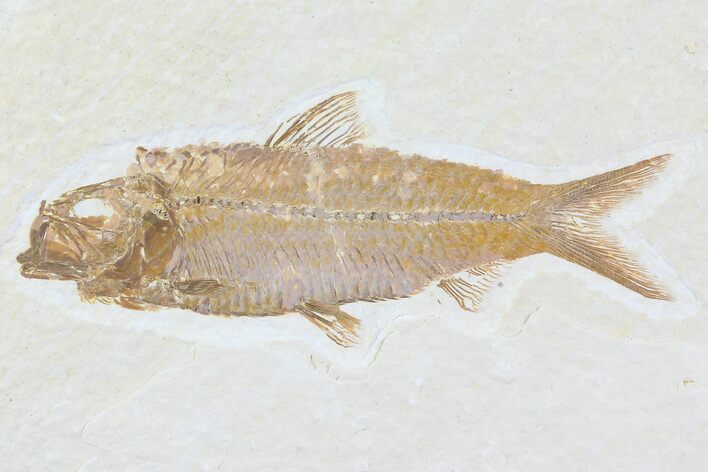 Knightia Fossil Fish - Wyoming #81464